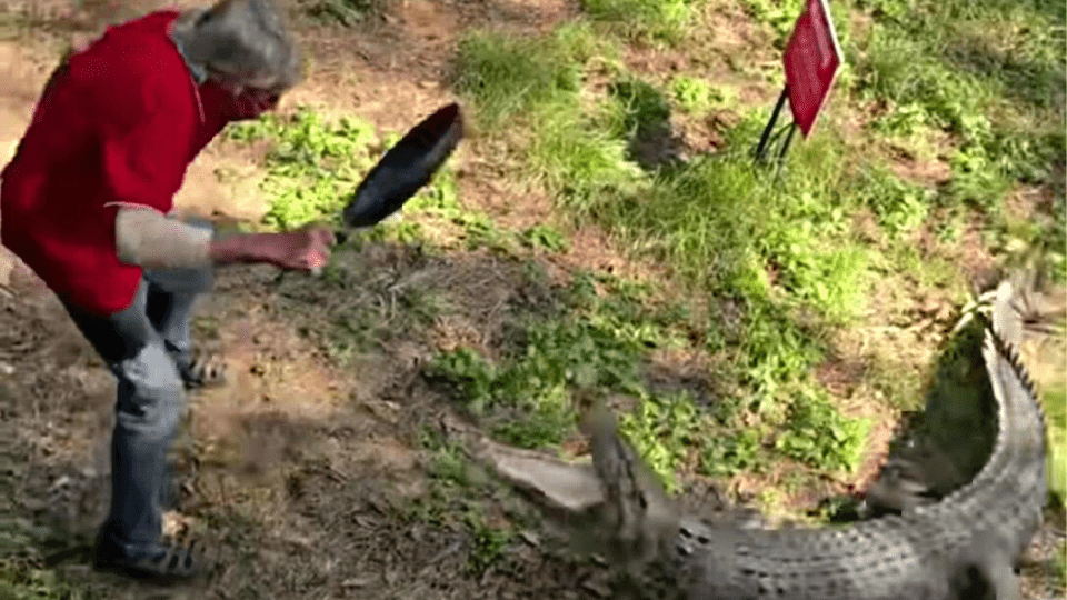 Australian Man Fends Off Crocodile With Only A Frying Pan As Weapon