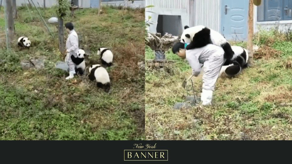 “A Day In The Life Of A Panda Caretaker” Video Has Gone Viral and Leaves Internet in Awe